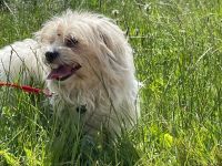 Bichon-Frisé-Mischlings-Hündin und Berga Masker Rüde
