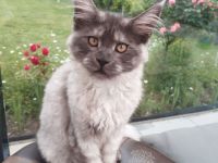 4 Monaten Reinrassige Maine Coon ab sofort mit Stammbaum