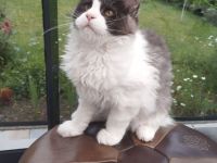 Maine Coon ab sofort