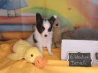 Papillon Rüde Welpe tricolor *23.04.2026 VDH / FCI Zucht sucht noch ab Juli ein Zuhause