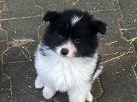 Deutsche Großspitz Welpen abzugeben