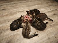 Bengal Mix