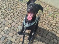 Labrador Schäferhund Welpe