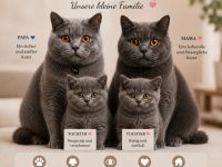 British shorthair blue