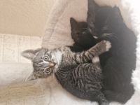 Süsse verspielte Katzenbabys
