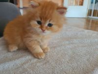 Ragdoll kitten blauäugig reinrassig  männlich rot/weiß & weiblich grau/weiß