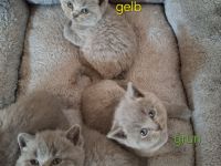 Bkh Kitten blue