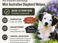 Mini Australian Shepherd Welpen Miniatur Aussi Wurfankündigung