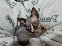 Sphynx-Kitten sucht neues Zuhause