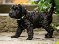 Kerry Blue Terrier Welpen – Drei Schatzjägerinnen suchen noch ihre Familien