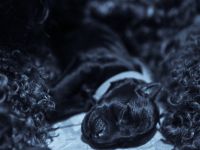💙 Kerry Blue Terrier Welpen – unser B-Wurf von der ZusamAue ist da