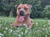 American Bully Deckrüde