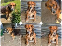 Angel – liebevoller Seniorin-Hund