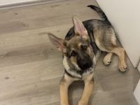 Altdeutscher Schäferhund