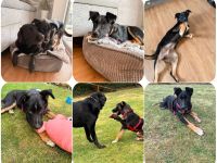 Romina und Nemo, 2 verspielte Welpen, auf der Suche nach Vertrauen