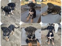 Romina und Nemo, 2 verspielte Welpen, auf der Suche nach Vertrauen