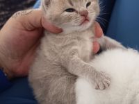 BKH Kitten