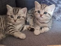BKH-Kitten Mädchen im Whiskaslook sucht liebevolles Zuhause