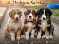 Australian shepherd welpen