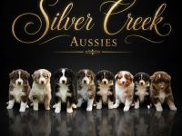 Australian shepherd welpen