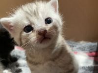 Britische Kurzhaar Mix Kitten
