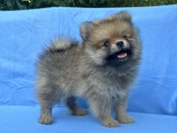 Ein wunderschöner reinrassiger Pomeranian-Welpe sucht ein liebevolles Zuhause