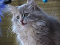 Sibirische kleine Schmustiger