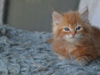 Sibirische kleine Schmustiger