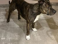 Liebevoller Staffordshire Bullterrier abzugeben