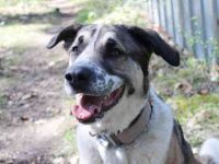 Buffy,Herdenschutzhund-Collie-Mix, geb. 2021, su. erfahrene Menschen