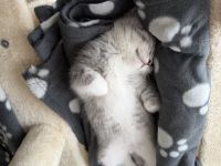 Britisch kurzhaar kitten
