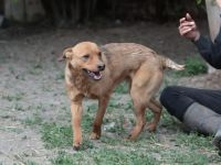 Lucky - braucht souveräne Menschen und ein ruhiges Zuhause