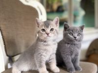 BKH Kitten mit Stammbaum