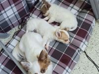 Chihuahua