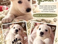 Weiße Schäferhund Welpen- Zucht+Papiere Rüde