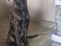 Holländischer Schäferhund/Malinois