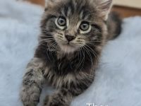 Maine-Coon-Kitten suchen ihr Zuhause auf Lebenszeit