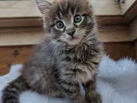 Typvolles Maine-Coon-Mädchen "Odette" sucht ein Zuhause auf Lebenszeit