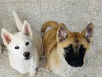 Huskita - Welpen (Husky x Akita )