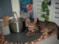 🐾 Zwei zuckersüße Maine Coon-Mix Kitten suchen ein liebevolles Zuhause auf Lebenszeit! 🐾