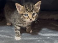 🐾 Zwei zuckersüße Maine Coon-Mix Kitten suchen ein liebevolles Zuhause auf Lebenszeit! 🐾