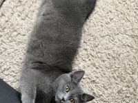 Britisch kurzhaar Katze Geschwister