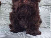 Yorkshire Terrier Mädel