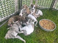 🐾 Wunderschöne Whippet-Welpen suchen ein liebevolles Zuhause 🐾