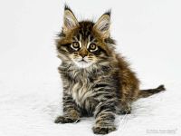 Maine Coon Kitten Harry