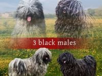Puli
