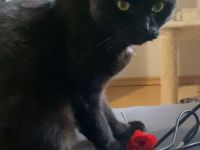 Verschmuster Katzenrentner abzugeben