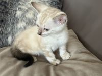 Bengal Kitten Snow Marbled Mädchen 13 Wochen Mit Stammbaum