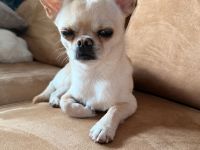 Chihuahua Manfred Deckrüde