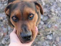Chanel, Schäferhund-Bracken-Mix, geb. 2020, gut erzogene Familienhündin